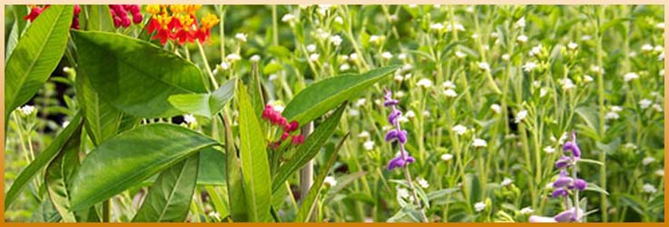 herbal farm